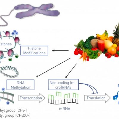 Epigenetica e nutrizione