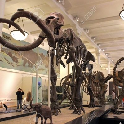 Display of a Mammoth skeleton at the American Museum of Natural History in New York City.