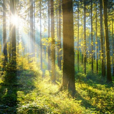 Tre buoni motivi per amare il verde